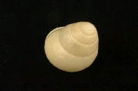 藏品(扁蝸牛)的圖片